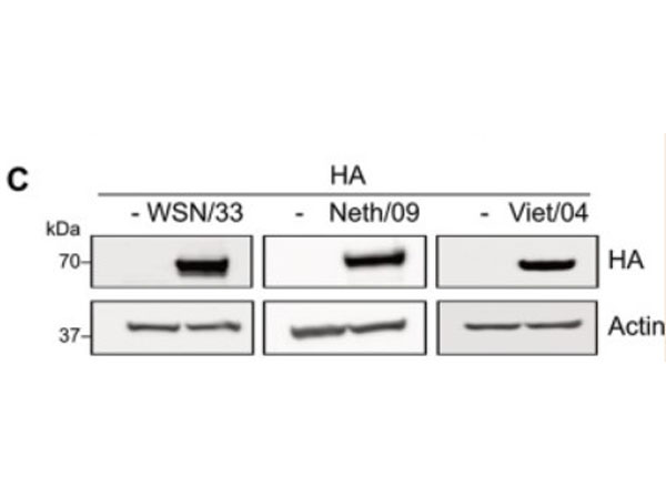 Western Blot of Anti-H5N1 Antibody